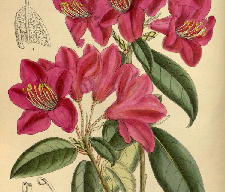 Biodiversity Heritage Library Puts 2 Million Botanical Illustrations ...